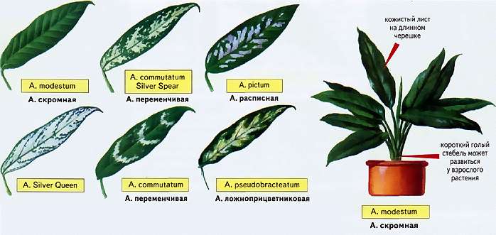 Aglaonema ima mnogo duguljastih listova, obično ne duljih od 15 centimetara, a sama biljka rijetko doseže 70 centimetara visine. Boja lišća kod različitih vrsta može se značajno razlikovati