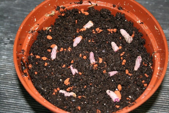 Postoje tri mogućnosti uzgoja ahimena: rizomi, reznice i sjemenke.