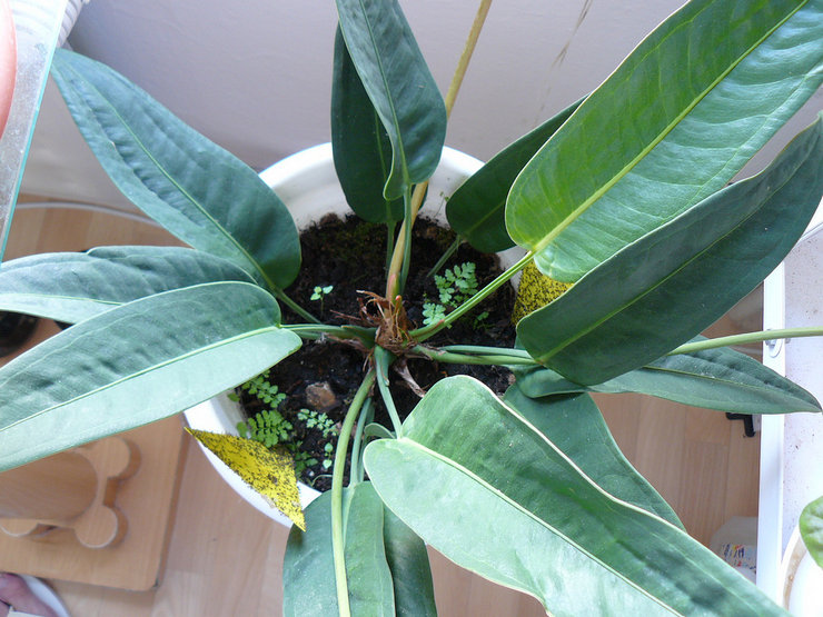 L'anthurium de Scherzer peut être cultivé en culture hydroponique, dans de l'écorce de pin pelée (avec une quantité accrue d'irrigation et de fertilisation), ainsi que dans un mélange de sol spécial.