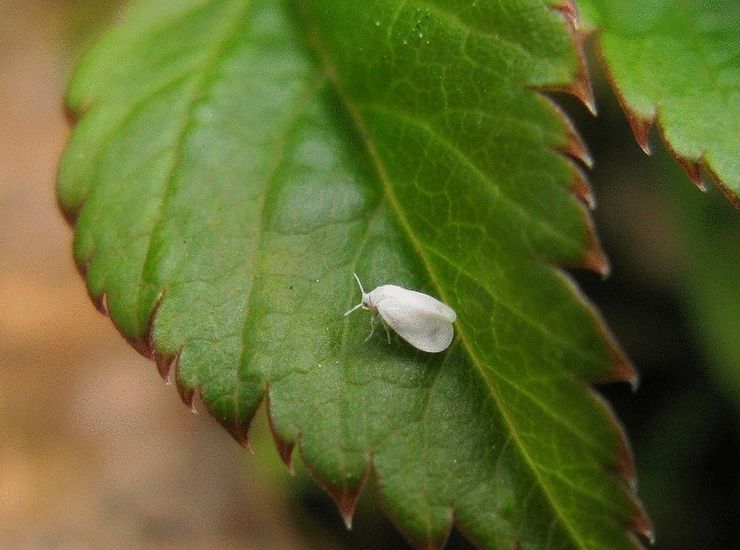 Bijela mušica na malinama