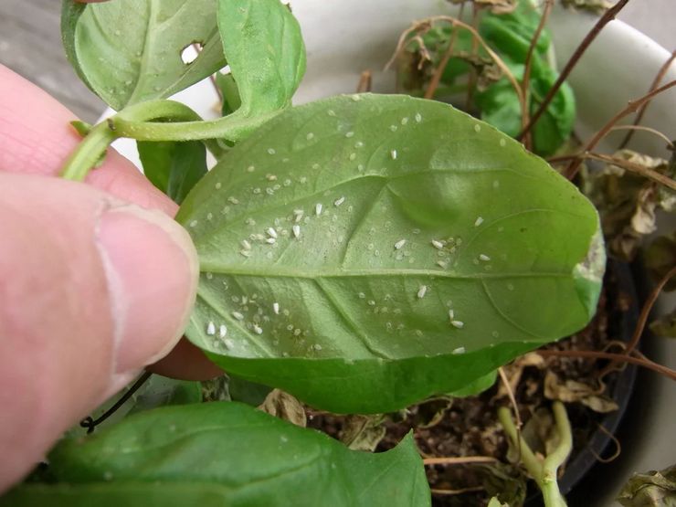 Bijela muha na sobnim biljkama