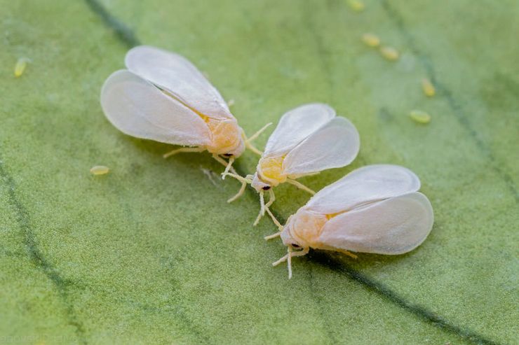 Vrsta bijele muhe