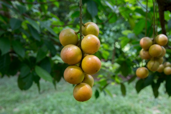 Kako se pravilno brinuti za voćku burmanskog grožđa