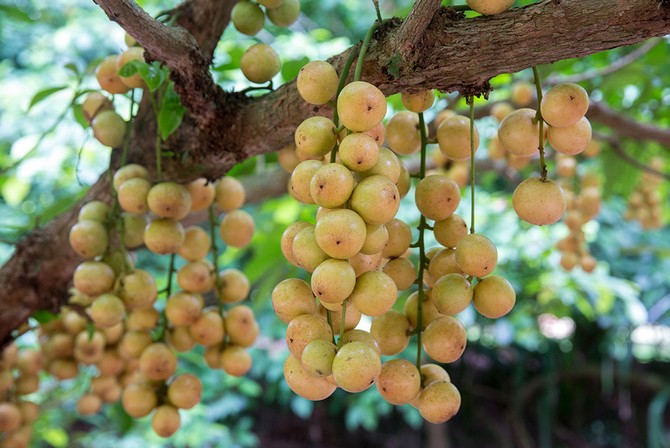 Burmansko grožđe: zimzeleno voćko stablo i egzotično voće