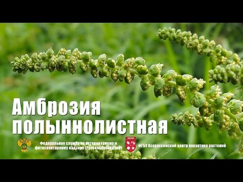 Artemisia ambrozija