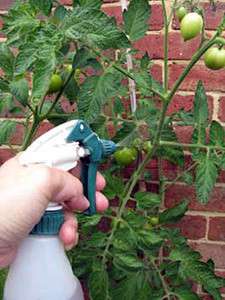 Obrada borovom kiselinom i kalijevim permanganatom štiti rajčice od gljivica. Za profilaksu sredinom lipnja