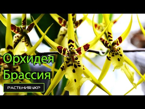 Espèce d'orchidée / Brassia