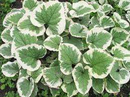 Brunner è una pianta senza pretese e resistente al gelo, quindi non richiede una preparazione speciale. È sufficiente pacciamare con torba, humus o compost.
