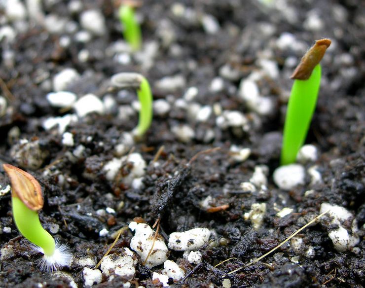 Uzgoj ceropegije iz sjemena