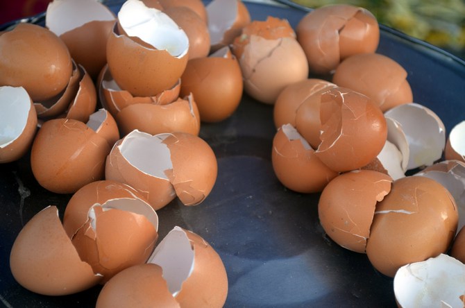 Mais la précieuse coquille d'œuf à haute teneur en calcium est un engrais organique irremplaçable.