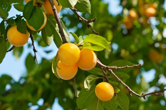 Cerise prunier-fruit