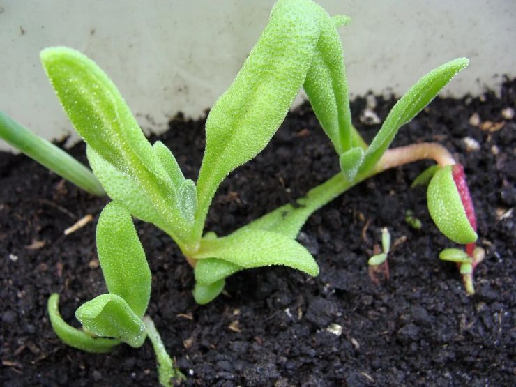 Cultiver le dorothéanthus à partir de graines