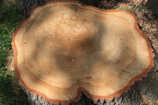 Hrastovo drvo, snažno i izdržljivo sa svijetlosmeđom do žućkastosmeđom nijansom koja s vremenom potamni
