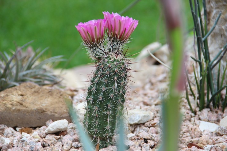 Cactus Echinocereus