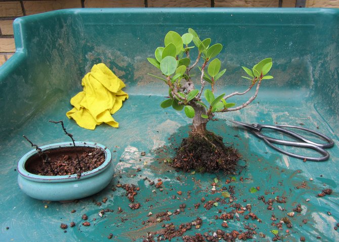 Ficus microcarpe a besoin d'une greffe tous les deux ans.