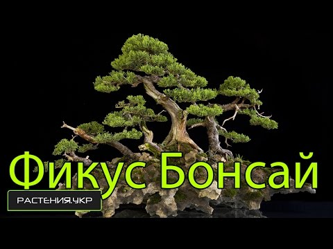 Bonsaï / Ficus Microcarpa entretien et arrosage à domicile