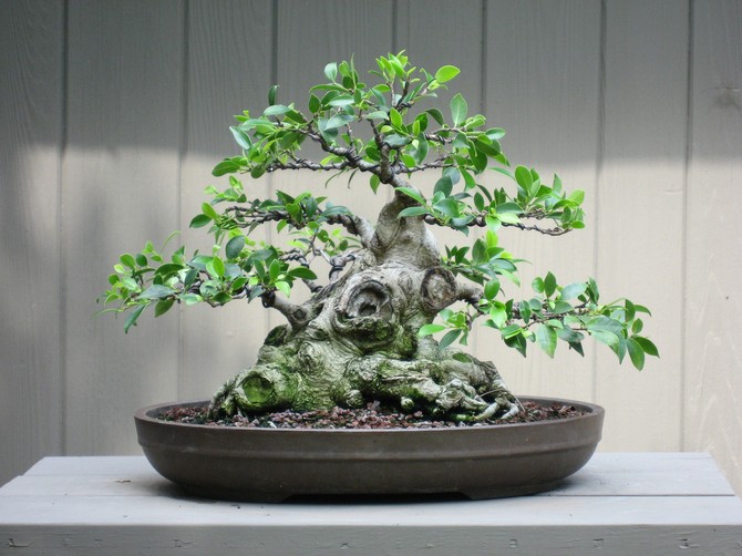 Ficus microcarpe - soins à domicile. Culture, transplantation et reproduction de ficus bonsaï