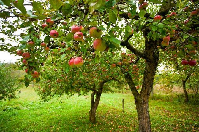 Como aumentar o número de botões de frutas na maçã e na pêra