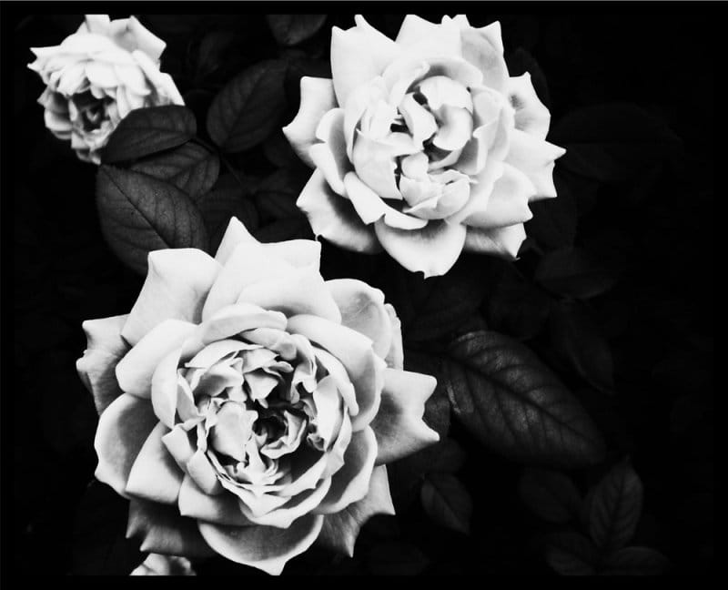 טפט בשחור לבן עם פרחים