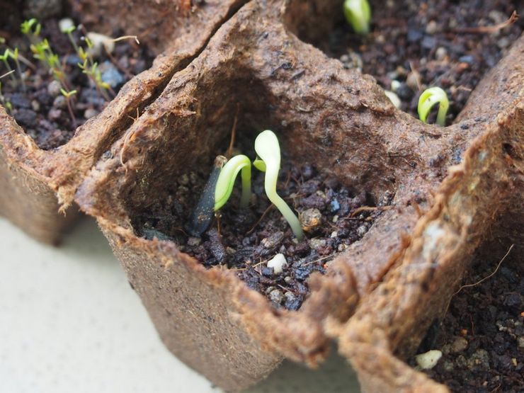 Cultiver le dahlia à partir de graines