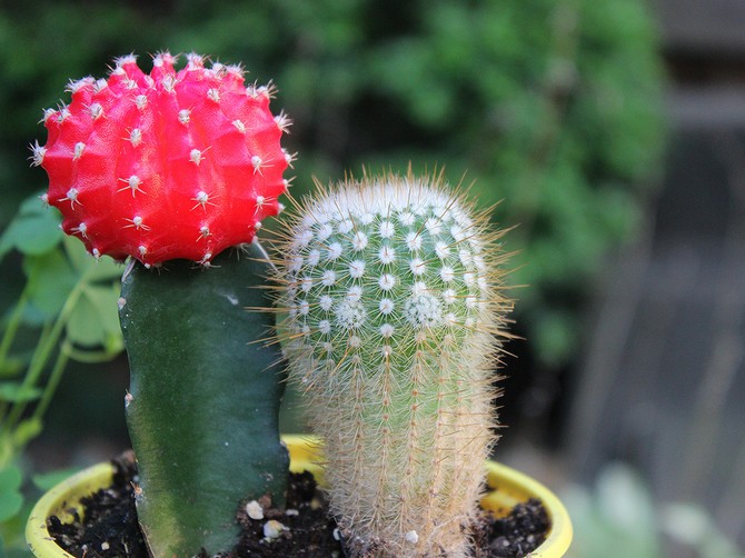 Gymnocalycium - kućna njega. Uzgoj, presađivanje i razmnožavanje gimnokalijevog kaktusa. Opis, fotografija
