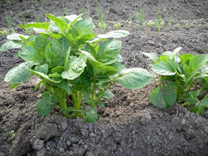 Cultiver des pommes de terre à l'aide de la technologie néerlandaise