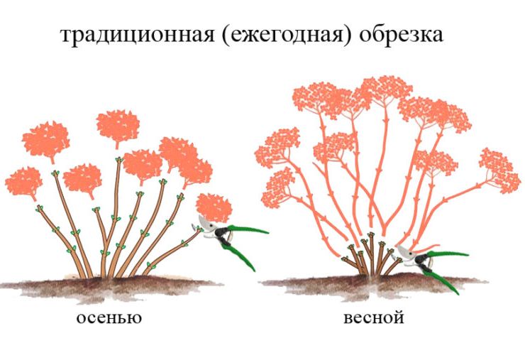 Obrezivanje stabla hortenzije