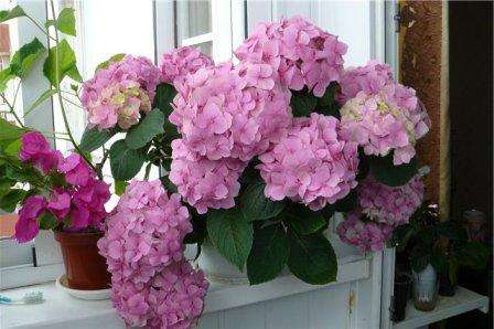Unutarnja hortenzija smatra se jednim od najkapricioznijih i ujedno najljepših cvjetova. U stanju je promijeniti boju