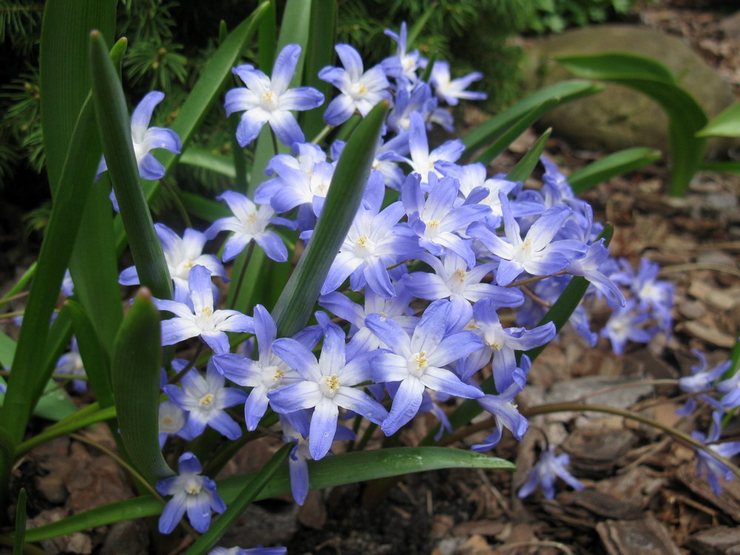 Chionodoxe Forbes