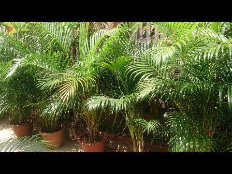 Palma Areca: cura delle piante dopo l'inverno