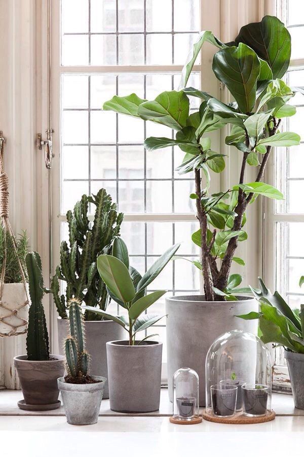 Ikea növények