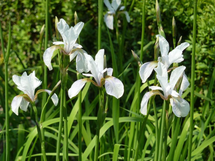 Sibirska iris