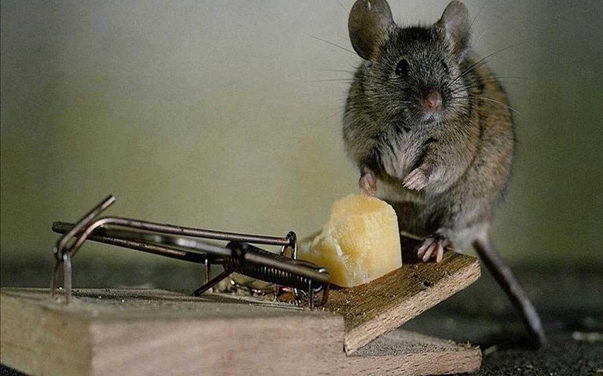 Perinteinen tapa päästä eroon hiiristä on käyttää hiirenloukkuja.