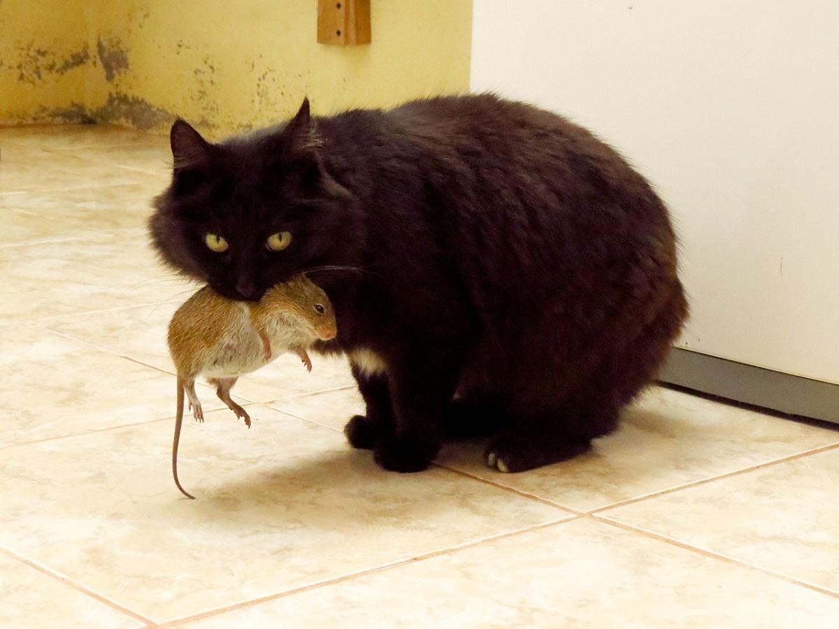 Jos haluat saada hiiret pois talosta, voit hankkia kissan.