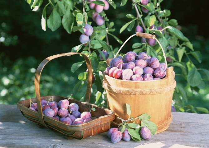 Comment obtenir une bonne récolte de prunes : nourrir les prunes