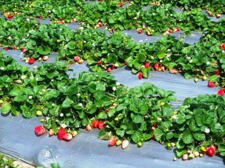 Arrosez bien le sol, car selon les avis des jardiniers, il est nécessaire de ne planter les fraises en automne que dans un sol humide.