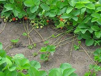 N'oubliez pas que les fraises sont des plantes qui aiment l'humidité, alors assurez-vous d'arroser vos plates-bandes régulièrement. Avec la plantation correcte des fraises à l'automne