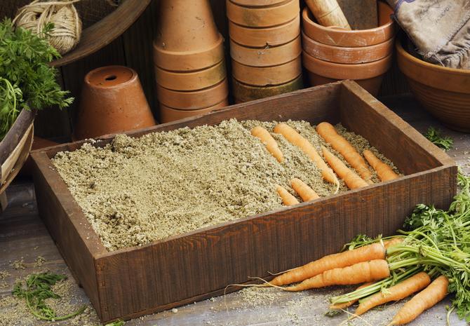 Come conservare le carote nella sabbia