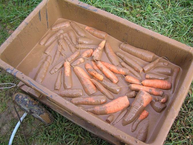 Conservare le carote nell'argilla
