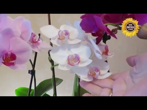 Comment prolonger la floraison des orchidées. Orchidée en fleurs.