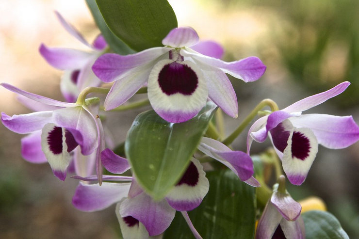 Types d'orchidées et règles d'entretien
