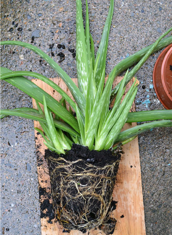 Aloe cu bebeluși