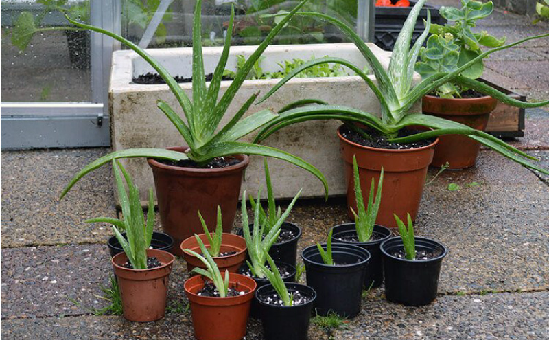 Bebelușii de Aloe în ghivece
