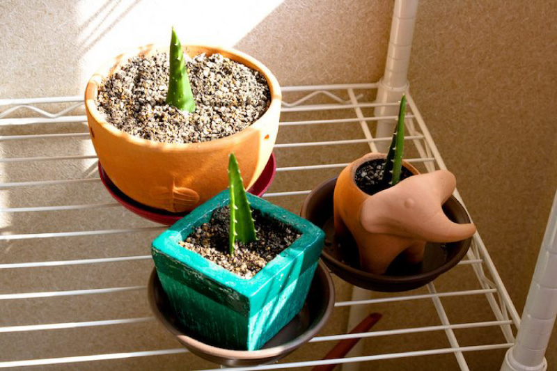 Aloe -lehtien lisääntyminen