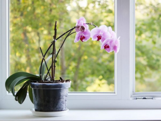 Orchidea az ablakpárkányon