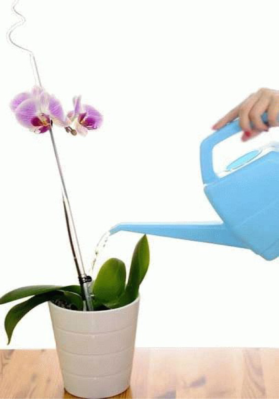 Rutina zalievania orchideí