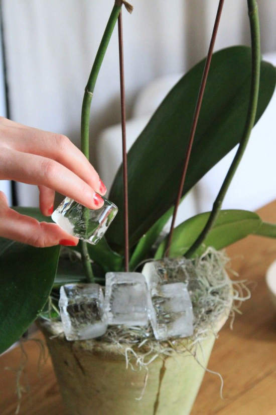 Zalievanie orchideí ľadom