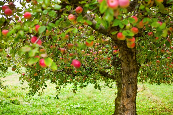 I meli vengono irrigati durante l'estate e l'autunno.