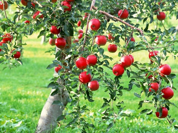 Kako se brinuti za stablo jabuke. Pravila uzgoja i brige za stablo jabuke u vrtu