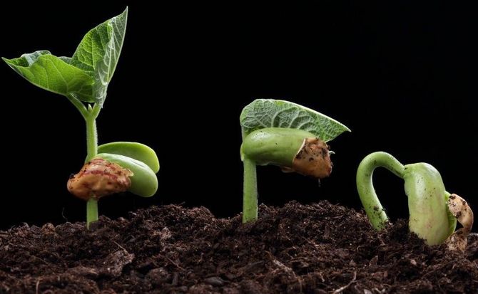 Comment accélérer la germination des graines : trempage, germination et autres techniques